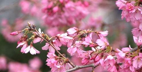 Pink Cherry Blossoms Blooming on a Tree Branch