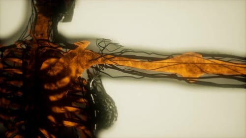 Human Skeleton Bones Scan Glowing