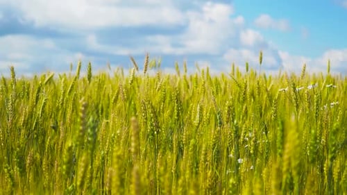 Wheat Field in the Countryside
