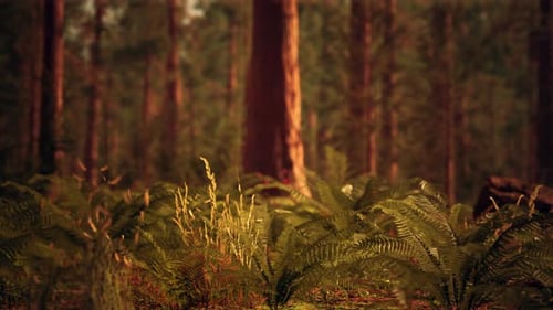 Floresta alta de sequóias no Parque Nacional de Yosemite