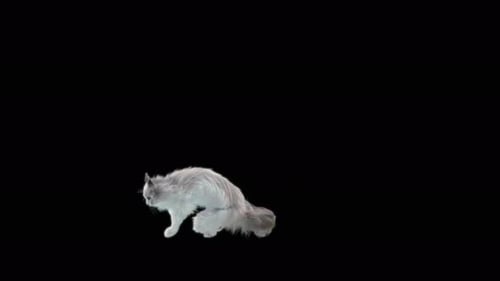 Katze springt 4K