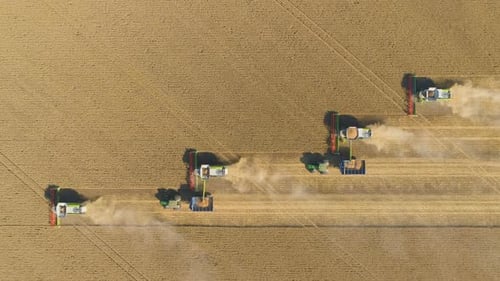 Aerial View of Harvester Machines Working in Wheat Field, Combine Agriculture Machine Harvesting