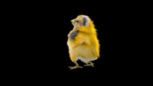 Realistic Animated Baby Chick Walking and Looking Around