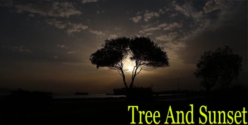 Tree And Sunset