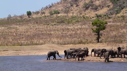 African bush elephant in Kruger National park, South Africa