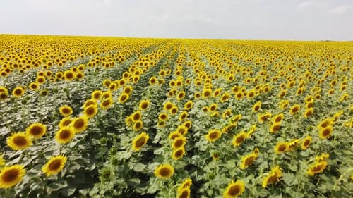 Top View of a Field with a Sunflower
