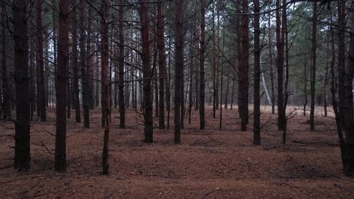 Through The Creepy Autumn Forest