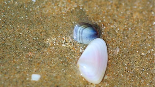 Muscheln