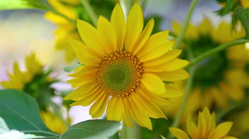 Decorative Sunflower