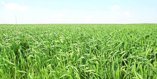 Campo de trigo verde