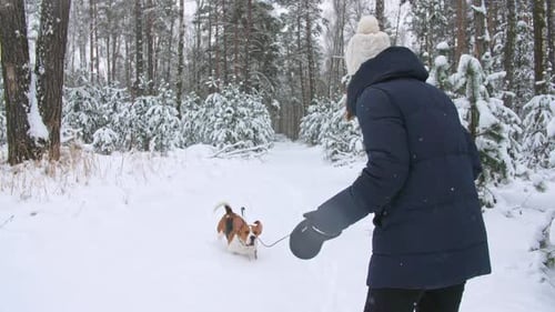 Happy Beagle Dog Playing with His Female Owner During the Walk in the Snowy Winter Forest