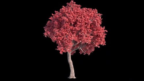 Acer-Baum mit Alpha-Kanal