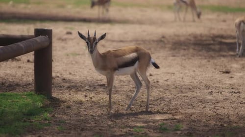 Gazelles Standing in a Sunny Field