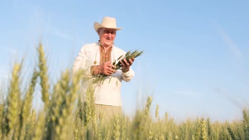 A Ukrainian Farmer in an Embroidered Jacket Stands in a Field with Ears of Wheat