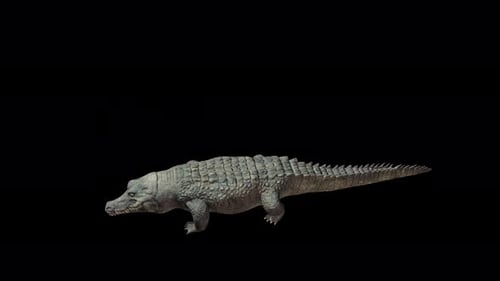 4K Crocodile Bite Top View