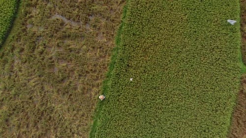 Aerial Shot of a Farmer That Is Moving Along a Path in the Middle of a Big Rice Field