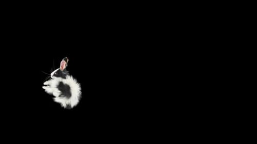 Cute Black and White Rabbit Hopping Animation