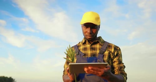 Farmer Inspecting Wheat Crop with Tablet in Field