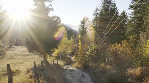 Soleil qui brille sur le chemin en forêt