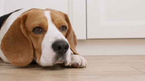 Dog Beagle Lies at Home on the Floor and Preparing to Sleep