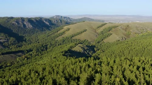 Aerial View Of The Majestic Pine Trees