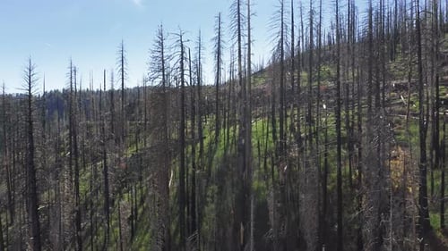 Início da primavera em uma bela paisagem com floresta intocada sob o céu azul