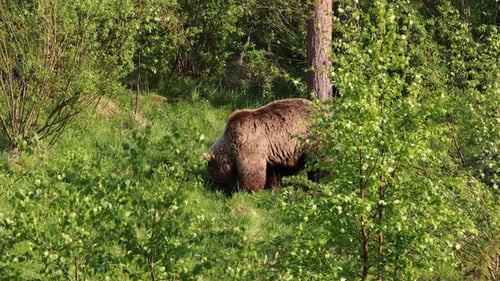 Brown Bear Foraging in Green Forest