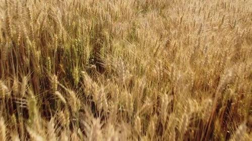 Golden Wheat Crop in Agriculture Field Farm