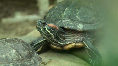 Tortue coulissante du sud des États-Unis et du nord du Mexique, animaux de compagnie exotiques