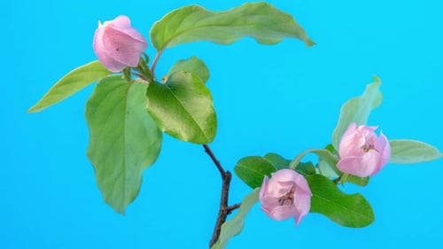 Quittenblüten-Zeitraffer auf Mint 3