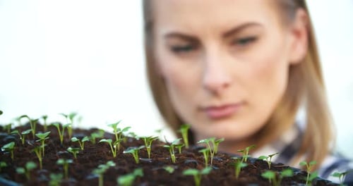 Young Female Botanist Examining Potted Plant