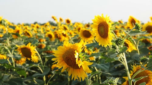 Field of Sunflowers in Full Bloom on Sunny Day