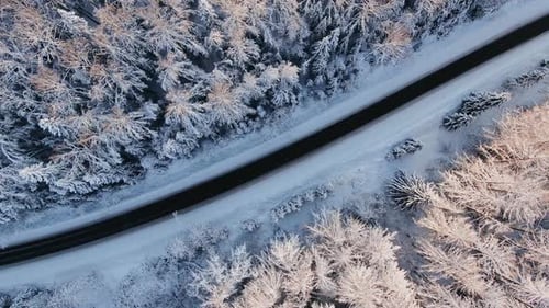 Empty Highway Across Snowy Winter Forest with Old Fir Trees