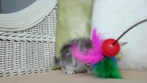 Süßes Kätzchen spielt Spielzeug auf dem Sofa