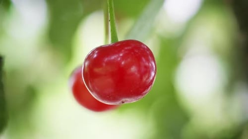 Close Up of Ripe Red Cherries on Tree