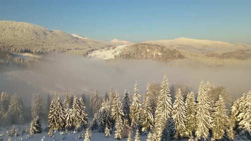 Erstaunliche Winterlandschaft mit Pinien aus schneebedecktem Wald in kalten, nebligen Bergen bei Sonnenaufgang