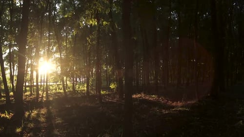 Wald am sonnigen Nachmittag 02