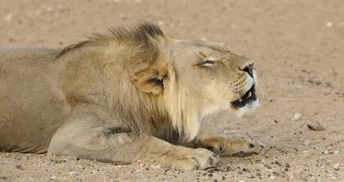 Male African Lion Roaring