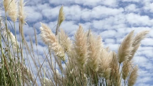 Tall Pampas Grass Swaying in Breezy Field