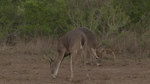 whitetail deer in texas