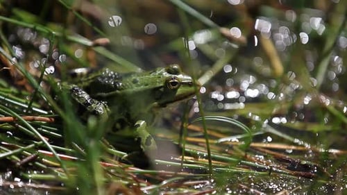Essbare Wasserfrösche oder grüne Frösche in einem Waldbecken. Aufgenommen von Arc1 und das gefeierte Foto