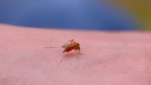 Sang de moustique suçant la peau humaine