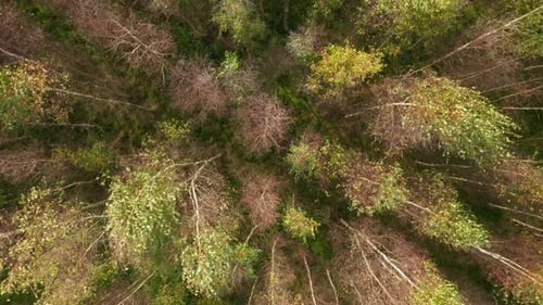 LUFTAUFNAHME: Nahaufnahme des Waldes von oben nach unten an einem sonnigen Herbsttag