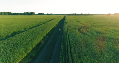Aerial View on Young Boy, That Rides a Bicycle Thru a Wheat Grass Field on the Old Rural Road