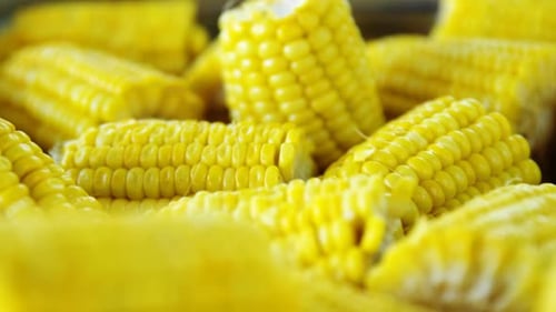 Close-up of corns