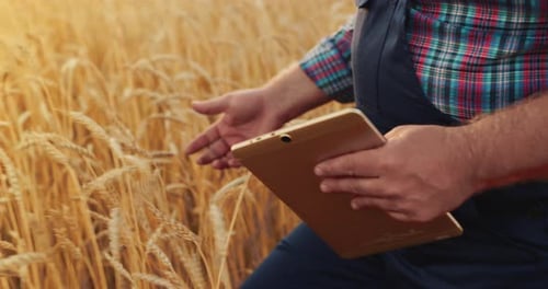 Farmer Walking Through Golden Wheat Field Holding Tablet
