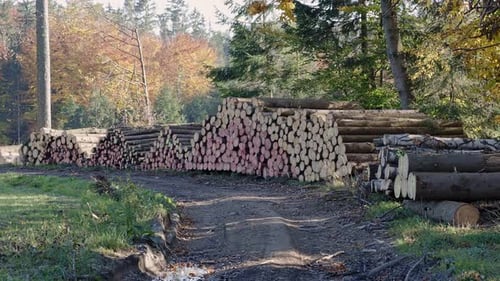 Pile of spruce wood in forest. A view of huge stacks of logs.