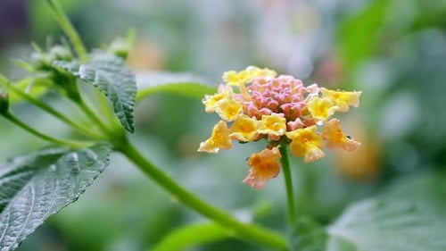 Close up view of rain drops falling on flower