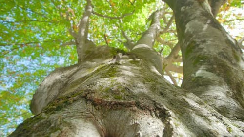 Birch Tree Trunk Covered with Moss and Green Leaves in Park