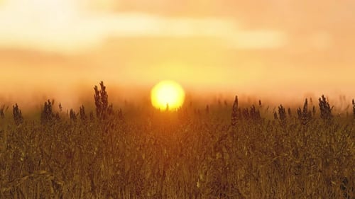 Ears Of Golden Wheat Close Up